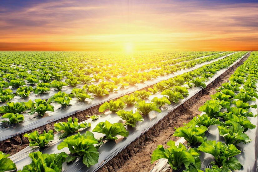 lettuce plant field vegetable agriculture sunset light 1627 1309